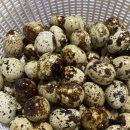 라라팜(메추리) 이미지