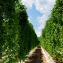 강원농장 이미지