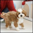 유어펫 라운지 강아지분양 이미지