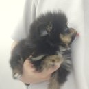 댕댕프렌즈