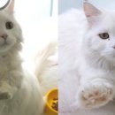 핑크젤리 이미지