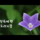 도라지꽃/이영하 노래(유경환 시, 박지훈 곡) 이미지