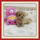 우리들애견 이미지