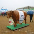 ★강남향군, 영주,한우축제 참관★ 이미지