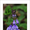 들꽃풍경 이미지