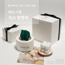 장미화분 모양 석고방향제 | 핸드메이드 감성 오브제 선물 레브시엘 석고 방향제 솔직 후기