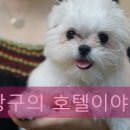 더조은 동물의료센터 이미지
