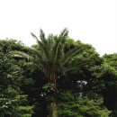 카멜리아힐 이미지