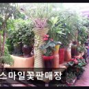 스마일꽃판매장