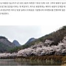 4월 6일(목) 네이버에 올라 온, 진안 마이산 벚꽃 안내 이미지