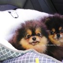 No.1 POM 이미지