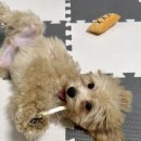 아멜리몽 이미지