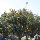 강창민농장 이미지