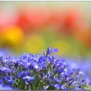 로벨리아 이미지