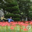 꽃무릇