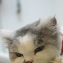 모찌애견샵 이미지