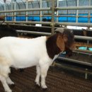 얼룩목장 이미지