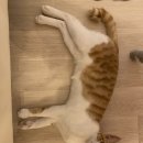 마시카롱 이미지