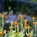 네발친구 이미지