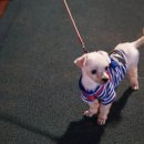 제갈견 동물병원 이미지