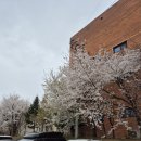 벨몽드 | (춘천 사농동) 돼지한마리 우두점 뒷고기 덜미살 맛집 후기