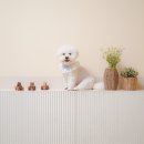 아토그루밍 이미지