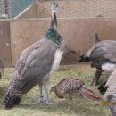 계두농장 이미지