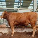 충청남도축산기술연구소 이미지