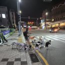 해운대도그워커 이미지