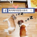 멍멍스토리 이미지