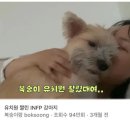 댕댕이 유치원 이미지