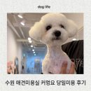 수원시 팔달구 효원로235번길 | 수원 애견미용 커멍요 당일예약 미용후기 ㅣ 미용금액