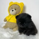 사랑하개 이미지