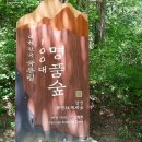 장성종합센터 | 전라남도 장성 축령산 자연휴양림 삼나무 편백숲 등산코스