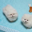 산뜻하개 이미지