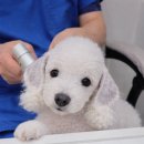 판교 P&P 동물병원 이미지