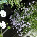 예진꽃농원 이미지