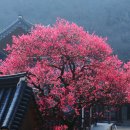 성지은외1인왕십리 | 구례 지리산 화엄사 (철 지난 각황전 옆 홍매화)