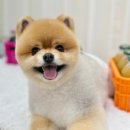 콩잇탱잇 | 의정부 애견미용 추천 델멍트 꼼꼼함과 친절함 여기서 만나보세요
