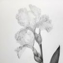 아름다운 꽃 그림 보타니컬아트 이미지
