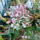 약산조약도동백농원