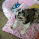 푸루터블