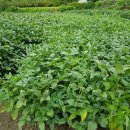 은영농장 이미지