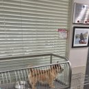 큐리애견 | step｡ 3월 애견미용학원