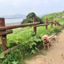 쿨 | 강아지 쿨매트 고민 끝! 천연 대리석 쿨매트 후기 서랍형 추천하는 이유