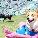 베링거인겔하임동물약품(주) 이미지