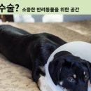 개포동물병원 이미지