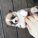 쁘띠멍멍 이미지