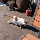 하늘땅별땅 | 가평 이화원 맛집 하늘땅별땅 먹거리 가평 찐맛집