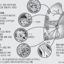 호흡기 질환 종류 이미지